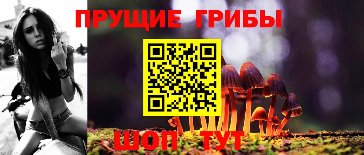 Псилоцибиновые грибы Psilocybe  Вход с VPN  Назарово  купить наркотик  Псилоцибиновые грибы Cubensis 